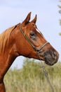 Head shot of a beautiful curious arabian stallion against blue sky Royalty Free Stock Photo