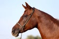 Head shot of a beautiful curious arabian stallion Royalty Free Stock Photo