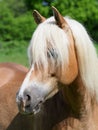 Horse Headshot Royalty Free Stock Photo