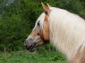 Horse Headshot Royalty Free Stock Photo