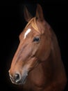 Beautiful Horse Head Shot Royalty Free Stock Photo