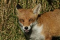 A head shot of a beautiful hunting Red Fox, Vulpes vulpes. Royalty Free Stock Photo