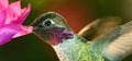 A head shot of a beautiful male hummingbird