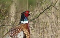 A head shot of a magnificent male Pheasant, Phasianus colchicus. Royalty Free Stock Photo