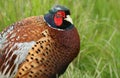 A head shot of a beautiful male ring-necked Pheasant, Phasianus colchicus, standing in a field. Royalty Free Stock Photo