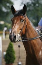 Head shot of a beautiful purebred show jumper horse in action