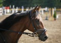 Head shot of a beautiful purebred show jumper horse