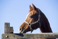 Head shot of a beautiful saddle horse against blue sky background Royalty Free Stock Photo