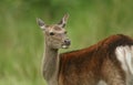 A head shot of a beautiful Sika Deer Cervus nippon feeding in a meadow at the edge of woodland. Royalty Free Stock Photo