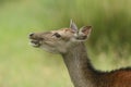 A head shot of a beautiful Sika Deer Cervus nippon feeding in a meadow at the edge of woodland. Royalty Free Stock Photo