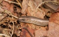 A head shot of a beautiful Slow worm Anguis fragilis poking its head out of leaves on the ground. Royalty Free Stock Photo