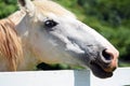 Head shot of a beautiful white horse Royalty Free Stock Photo