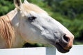 Head shot of a beautiful white horse Royalty Free Stock Photo