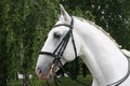 Head shot of a beautiful white horse Royalty Free Stock Photo