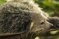 Head shot of a Binturong or Bearcat with a very cool bokeh background suitable for use as wallpaper