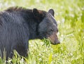 Head shot of a Black Bear eating green grass in a field of greenery. Royalty Free Stock Photo