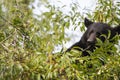 Head shot of a Black Bear in a Cherry Tree feeding on cherries. Royalty Free Stock Photo