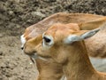 Head Shot of Black Buck Deer Female Royalty Free Stock Photo