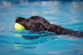 Head shot of black dog swimming in water with yellow ball Royalty Free Stock Photo