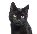 Head shot of a black Kitten crossbreed cat yellow eyed, isolated on white Royalty Free Stock Photo