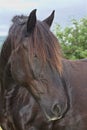 Black Percheron Horse Head Shot Royalty Free Stock Photo