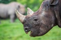 Head shot of a black rhino Royalty Free Stock Photo