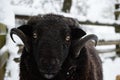 Black sheep in snow covered farmyard Royalty Free Stock Photo