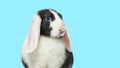 Head shot of Black and white lop rabbit blue eyed on blue background