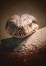 Head shot of a boa constrictor Royalty Free Stock Photo