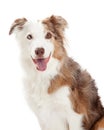 Head Shot of Border Collie Dog Royalty Free Stock Photo