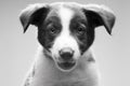 Head Shot of Border Collie Puppy Royalty Free Stock Photo