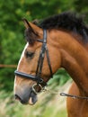 Bay horse in bridle Royalty Free Stock Photo