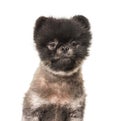 Head shot of Brown and Black Spitz groomed