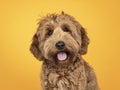 Head shot of brown dog on yellow background