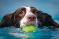 Head shot of a brown and white Spaniel dog swimming with a yellow tennis ball in their mouth Royalty Free Stock Photo