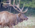 Head shot of bull Elk, with massive antlers in green grass. Royalty Free Stock Photo