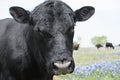 Head shot of bull in field of bluebonnets with herd of cows behind him Royalty Free Stock Photo