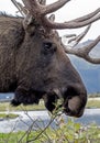 Head shot of a Bull Moose feeding on green twigs. Royalty Free Stock Photo
