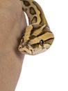 Burmese Python snake on white