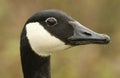 A head shot of a pretty Canada Goose Branta canadensis. Royalty Free Stock Photo