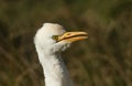 A head shot of a Cattle Egret, Bubulcus ibis, hunting for food in a field where cows are grazing.