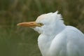 A head shot of a Cattle Egret, Bubulcus ibis, hunting for food in a field where cows are grazing.