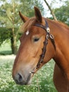 Suffolk Punch Head Shot Royalty Free Stock Photo