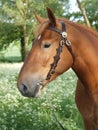 Suffolk Punch Head Shot Royalty Free Stock Photo