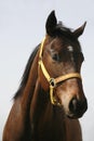 Head-shot of a chestnut horse Royalty Free Stock Photo