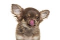 Head shot of a chihuahua licking its lips and nose, big ears, isolated on white