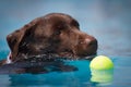 Head shot of a Chocolate brown Labrador dog swimming through clear blue water towards a yellow tennis ball. Royalty Free Stock Photo