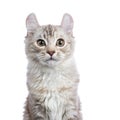 Head shot of Chocolate silver tortie tabby American curl cat Royalty Free Stock Photo