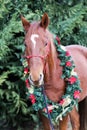 Head shot of a christmas horse