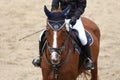 Head shot close up of a beautiful young sport horse during compe